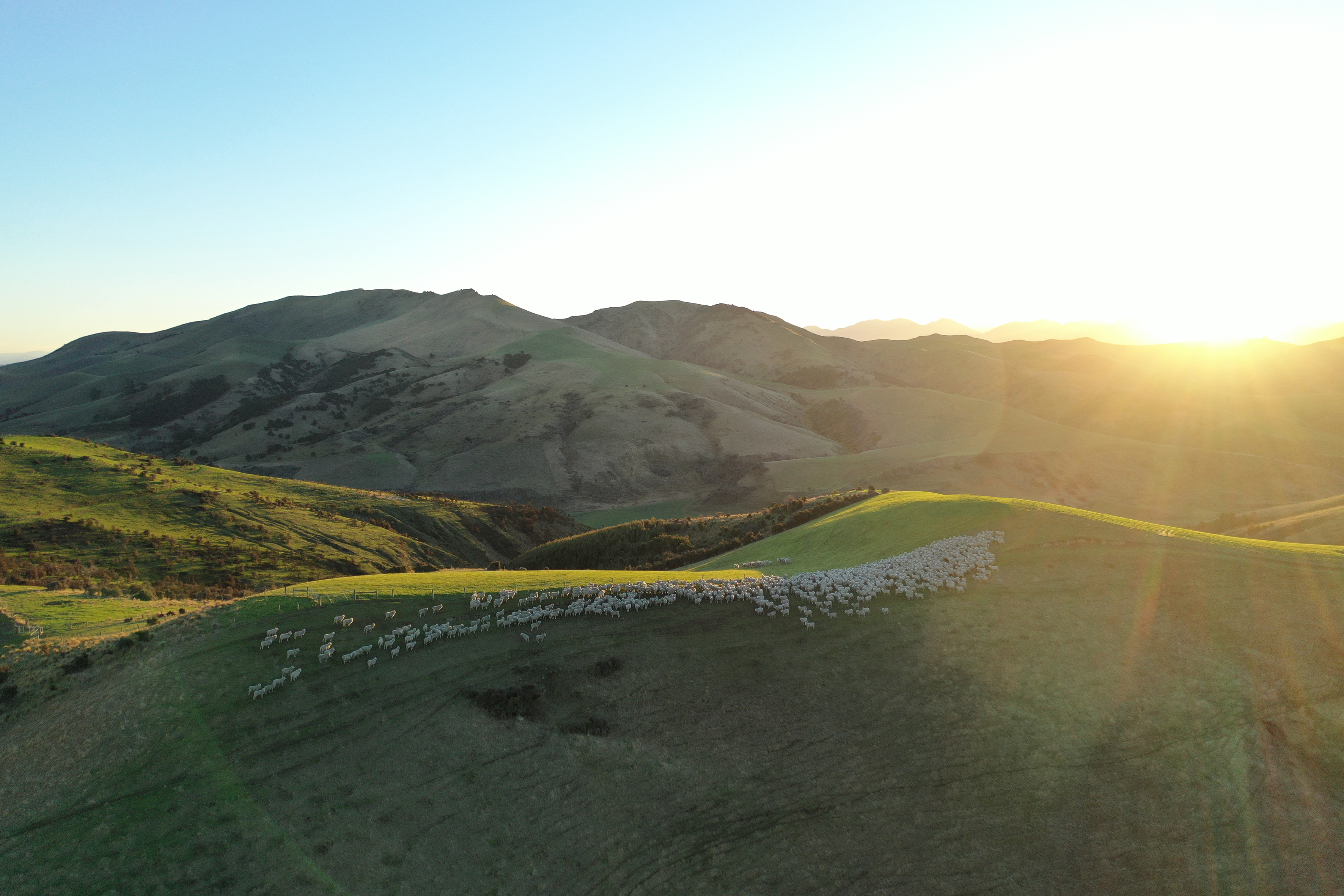 Regenerative Wool